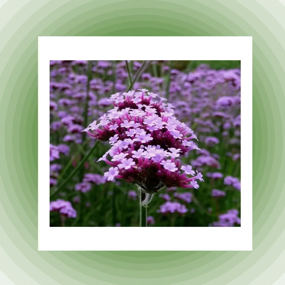VERBENA OFFICINALIS