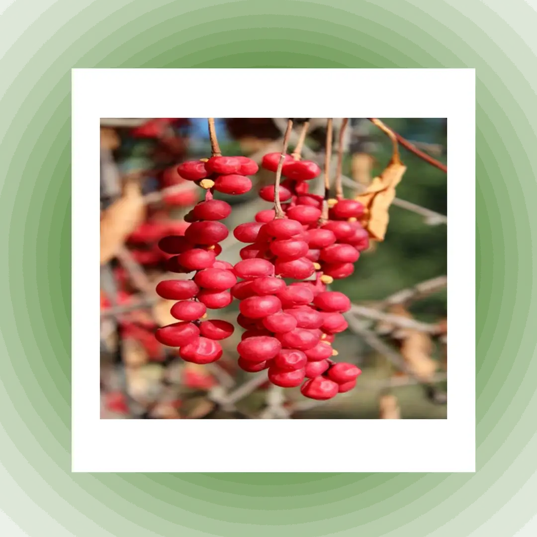 SCHISANDRA CHINENSIS