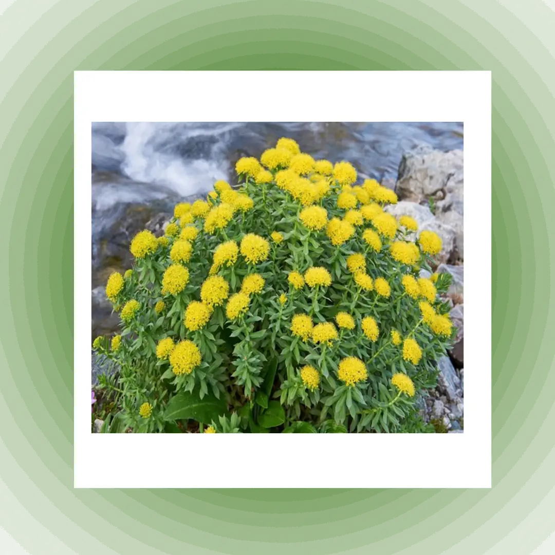 RHODIOLA ROSEA